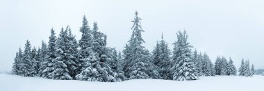 Çam Ağacı Ormanı Kış Manzarasında Karla kaplı.