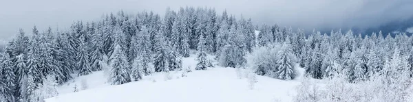 Karlı köknar ağaçları ile kış manzarası — Stok fotoğraf