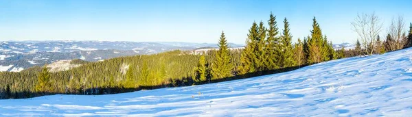 凍るような冬の日に雪の結晶を注いだ素敵な木が立っている雪で覆われている芝生の上 — ストック写真