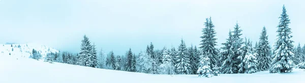 冬の風景で雪に覆われたスプルースの木の森. — ストック写真