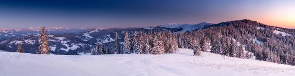 Winterbäume in schneebedeckten Bergen — Stockfoto
