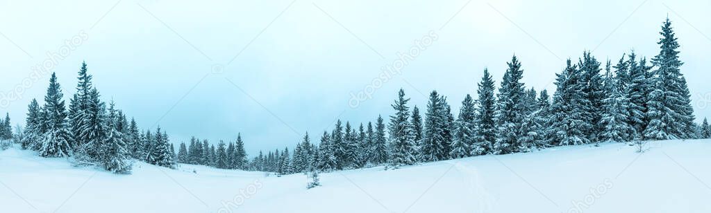 Winter weather with snowdrifts and fog in the mountain spruce forest. Trees curved under the weight of snow