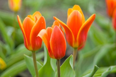 Yeşil bir tarlada büyük kırmızı laleler. Taze açılmış kırmızı lale tomurcukları. Çiftlikte bir sürü çiçek var..