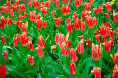 Yeşil bir tarlada büyük kırmızı laleler. Taze açılmış kırmızı lale tomurcukları. Çiftlikte bir sürü çiçek var..