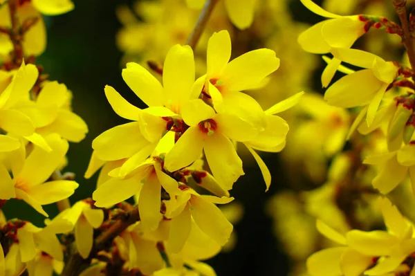 Европейская Форсайт или Беатрикс Фарранд Форсайт выдающаяся зрелищная золотисто-желтая весна — стоковое фото