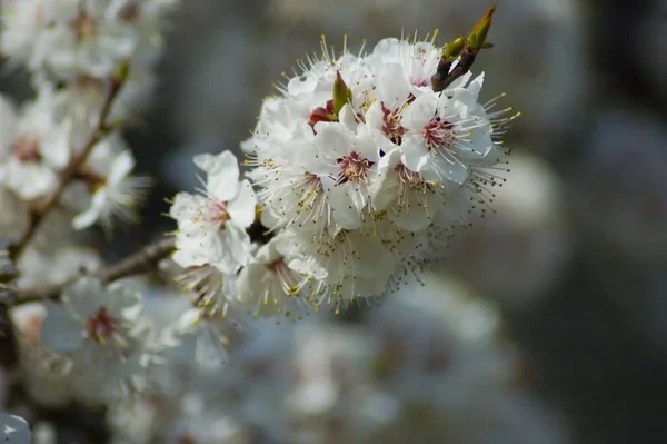Spring blossom background. White flowers on the blue sky — Stockfoto