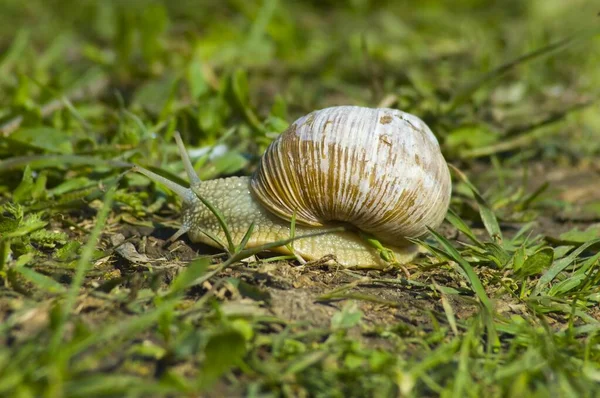 Snail gliding on the wet grass texture. Large white mollusk snails with light brown striped shell, crawling on moss. Helix pomatia, Burgundy snail, Roman snail, edible snail, escargot. — Stock Photo, Image