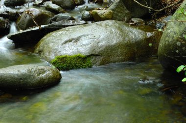 Ormanın ortasında bir dere.