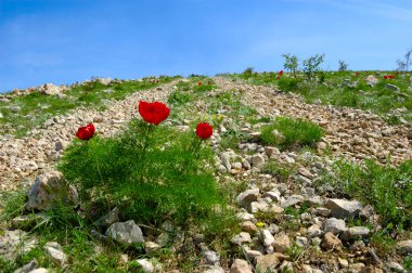 Güzel kırmızı çiçekler dağlarda yetişir. Tepelerdeki yeşil çimlerin arka planında olağandışı mor bitkiler.