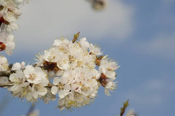 Bahar çiçeği arka planı. Mavi gökyüzünde beyaz çiçekler — Stok fotoğraf