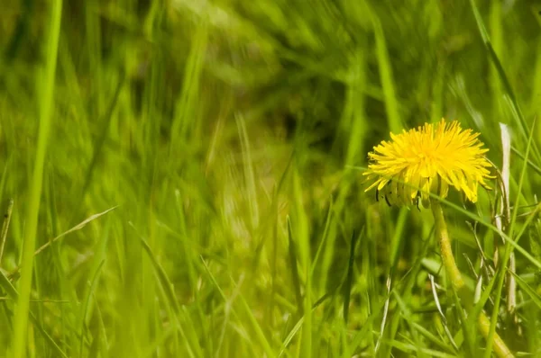 Makro strzał jasnożółte kwiaty mniszka lekarskiego na zielonej łące na wsi na początku lata około przesilenia letniego. Pszczoły szukają nektaru w żółtych kwiatach i cieszą się słońcem i ciepłą pogodą — Zdjęcie stockowe