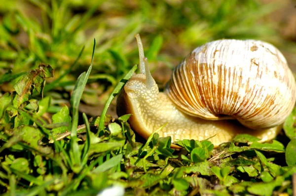 Ślimaczenie ślimaka na wilgotnej trawie. Duże białe ślimaki mięczaki z jasnobrązową skorupą w paski, pełzające po mchu. Helix pomatia, ślimak burgundowy, ślimak rzymski, ślimak jadalny, ślimak. — Zdjęcie stockowe