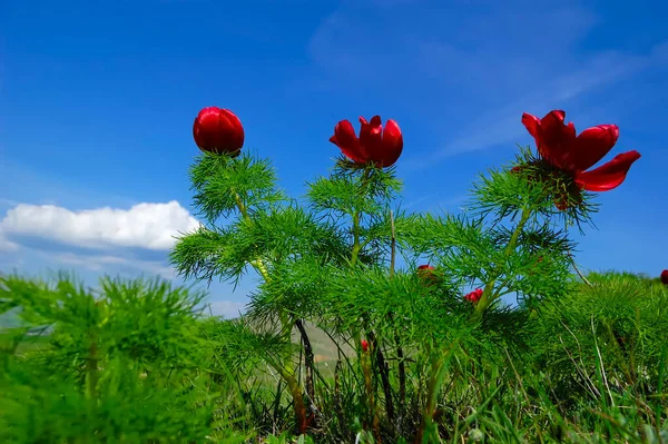 山の中で美しい赤い花を咲かせます。丘の上の緑の芝生の背景に珍しい紫色の植物. — ストック写真