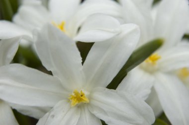 Badem ağacının bahar çiçeği. Tasarım elementi.