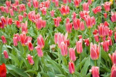 Yeşil bir tarlada büyük kırmızı laleler. Taze açılmış kırmızı lale tomurcukları. Çiftlikte bir sürü çiçek var..