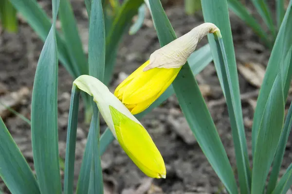 Narciso, narciso amarillo, florece bajo los rayos del sol primaveral —  Fotos de Stock