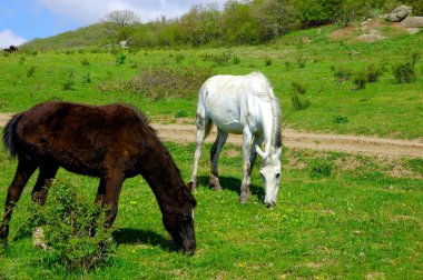 Kırsal alan, Kırım dağlarında atların otladığı bir yer. Ukrayna. 