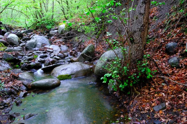 Un arroyo en medio del bosque —  Fotos de Stock
