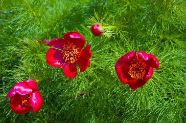 Güzel kırmızı çiçekler dağlarda yetişir. Tepelerdeki yeşil çimlerin arka planında olağandışı mor bitkiler.
