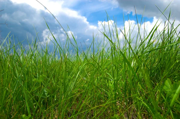 Zöld fű háttér. Szelektív összpontosít-val sekély mélység-ból mező. — Stock Fotó