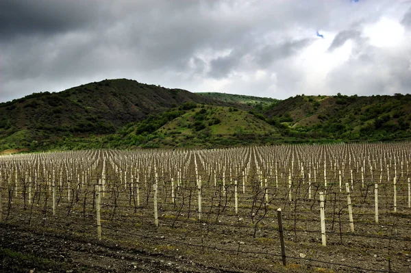 Terras plantadas com vinhas para vindima, vinhas na Crimeia, indústria vitivinícola — Fotografia de Stock