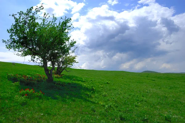 Tájkép zöld fűvel, fával és kék égbolttal, felhőkkel — Stock Fotó