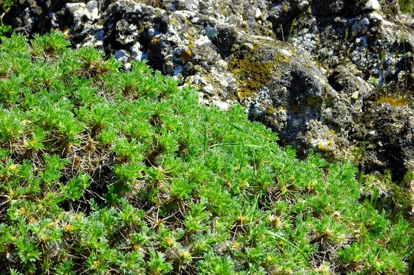 Moss en los árboles. Árboles viejos cubiertos de musgos.Árbol está cubierto de musgo —  Fotos de Stock