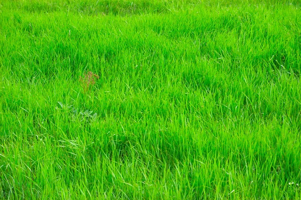 Fondo de hierba verde. Enfoque selectivo con profundidad de campo poco profunda . — Foto de Stock