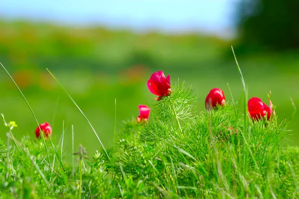 В горах растут красивые красные цветы. Необычные фиолетовые растения на фоне зеленой травы на холмах. — стоковое фото