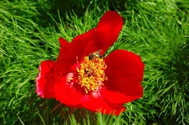 Güzel kırmızı çiçekler dağlarda yetişir. Tepelerdeki yeşil çimlerin arka planında olağandışı mor bitkiler.