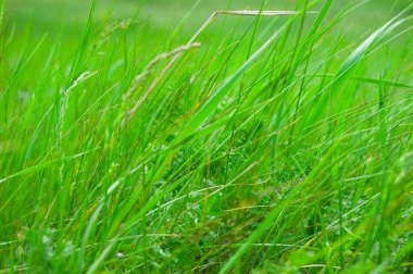 Yeşil çim arka plan. Seçici odak alan sığ derinliği ile.