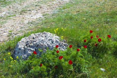 Güzel kırmızı çiçekler dağlarda yetişir. Tepelerdeki yeşil çimlerin arka planında olağandışı mor bitkiler.