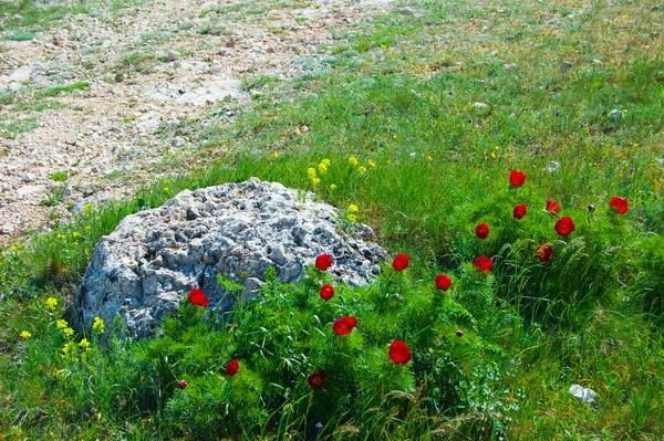 Bellissimi fiori rossi crescono in montagna. Insolite piante viola sullo sfondo di erba verde sulle colline. — Foto Stock