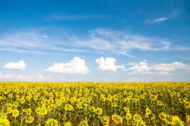 Ayçiçeği yakın. Çiçek açan ayçiçeği. Doğal arka plan. Metin için bir yer var. Çok boş alan. Arka plan. Afiş. Kartpostal.