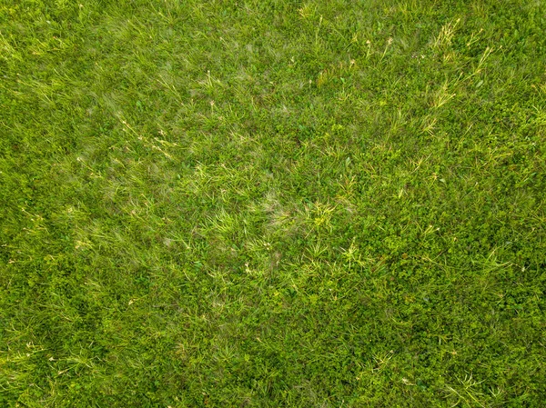 Grüne Blätter Gras Textur Hintergrund — Stockfoto
