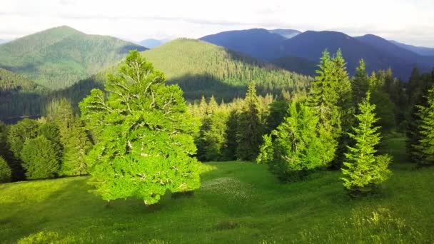 Weitwinkelpanorama von schönen Wiesen, Hügeln und Bäumen auf der Lichtung Synevyrska neben dem See Synevyr. Majestätische und wunderschöne Landschaften der Karpaten in der Ukraine — Stockvideo