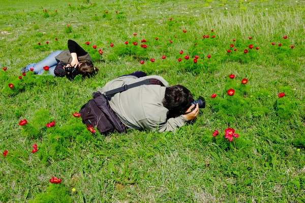 Frau fotografiert rote Blumen in einem Frühlingsgarten — Stockfoto