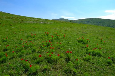 İlham verici manzaralı yaz manzarası.