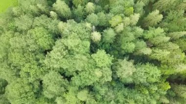 Karpatlar 'daki ormanın insansız hava aracından inanılmaz görüntüleri. Synevyr Gölü 'nün yanındaki güzel ağaçların geniş açılı panoramik görüntüsü. Ukrayna 'daki Karpatların güzel manzaraları
