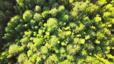 Karpatlar 'daki ormanın insansız hava aracından inanılmaz görüntüleri. Synevyr Gölü 'nün yanındaki güzel ağaçların geniş açılı panoramik görüntüsü. Ukrayna 'daki Karpatların güzel manzaraları