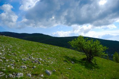 Yeşil çimenli manzara, ağaç ve bulutlu mavi gökyüzü