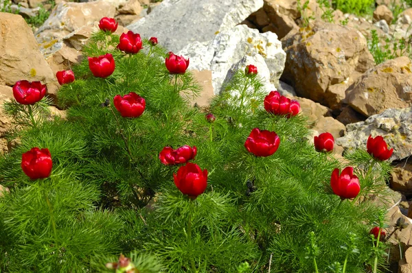 Hermosas flores rojas crecen en las montañas. Plantas púrpuras inusuales en el fondo de hierba verde en las colinas. —  Fotos de Stock