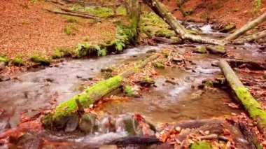 Shypit Karpat Ulusal Parkı 'ndaki harika dağ deresinin 4K görüntüsü. Ağaçlardan düşen yaprakların parlak sonbahar renkleri. Ormanı kış dönemine hazırlıyorum. Karpat Dağları Ukrayna