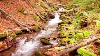 Shypit Karpat Ulusal Parkı 'ndaki harika dağ deresinin 4K görüntüsü. Ağaçlardan düşen yaprakların parlak sonbahar renkleri. Ormanı kış dönemine hazırlıyorum. Karpat Dağları Ukrayna