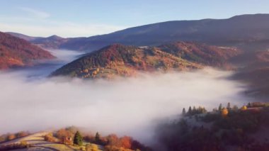 Yağmurdan sonra dağda hareket eden bir bulutun harika hissi. Güneş doğarken bulutların üstünde uçmak, bir drondan bulutların ve dağların en üst görüntüsü. Karpatlar, Synevyr geçidi, Ukrayna.