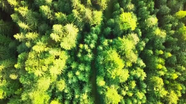 Increíbles fotos del bosque en los Cárpatos de un dron. Vista panorámica de gran angular de hermosos árboles en el prado de Synevyr junto al lago Synevyr. Hermosos paisajes de los Cárpatos en Ucrania — Vídeos de Stock