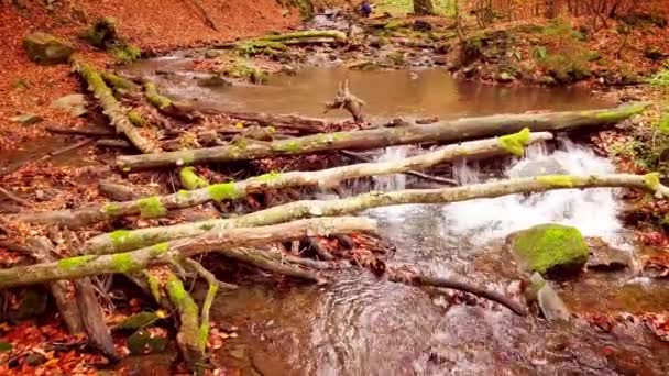 4K filmato di meraviglioso torrente di montagna nel Parco Nazionale di Shypit Karpat. Colori autunnali lucenti di foglie che cadono da alberi. Preparare la foresta per il periodo invernale. Montagne carpatiche Ucraina — Video Stock