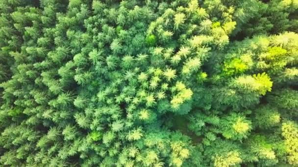 Úžasné záběry lesa v Karpatech od trubce. Širokoúhlý panoramatický záběr krásných stromů na Synevyrově louce vedle jezera Synevyr. Krásné krajiny Karpat na Ukrajině — Stock video