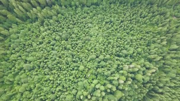 Tembakan luar biasa dari hutan di Carpathians dari drone. Sudut lebar panorama tembakan pohon yang indah di padang rumput Synevyr sebelah danau Synevyr. Pemandangan indah dari Carpathians di Ukraina — Stok Video