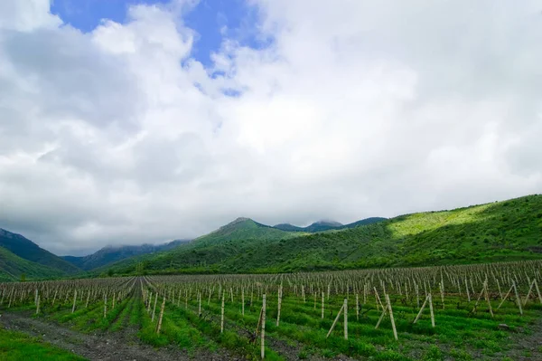 为收获葡萄酒种植葡萄藤的土地、克里米亚的葡萄园、酒业 — 图库照片